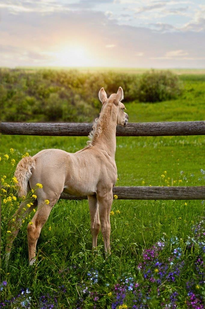 Horses and Riders photograph 1 by Shauna Kenworthy
