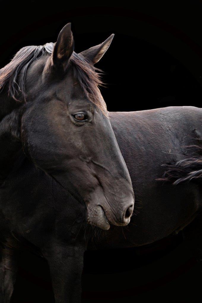 Horses and Riders photograph 2 by Shauna Kenworthy