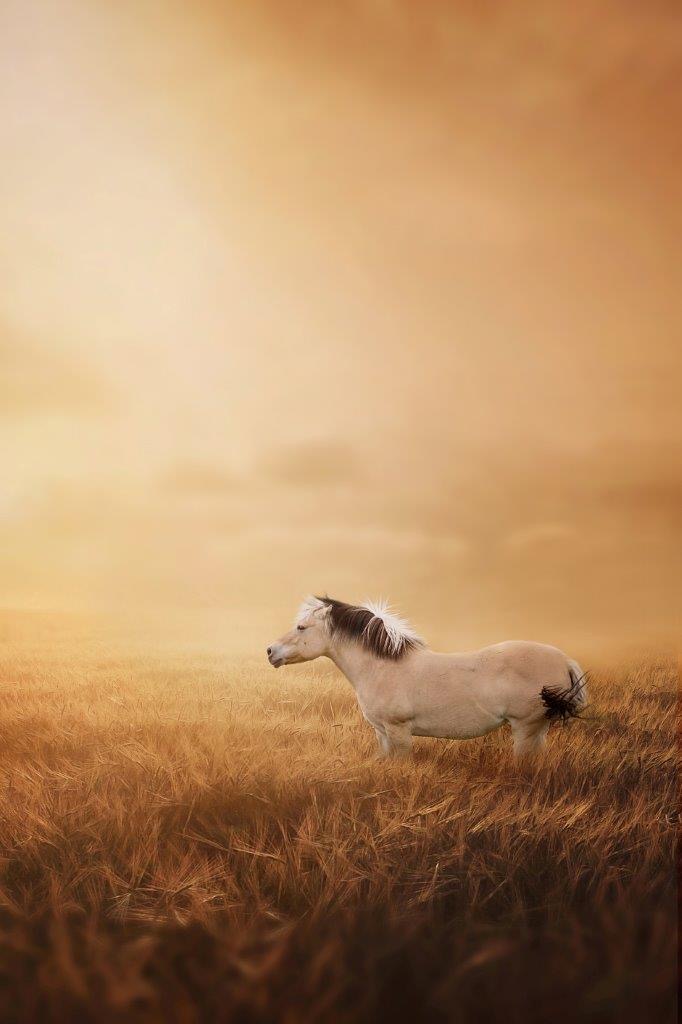 Horses and Riders photograph 3 by Shauna Kenworthy