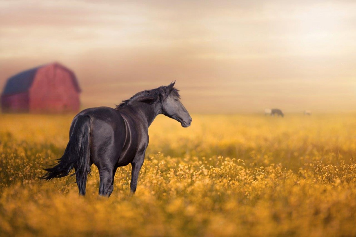 Horses and Riders photograph 4 by Shauna Kenworthy