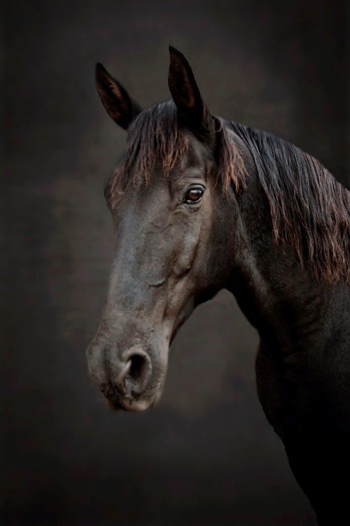 Horses and Riders photograph 9 by Shauna Kenworthy