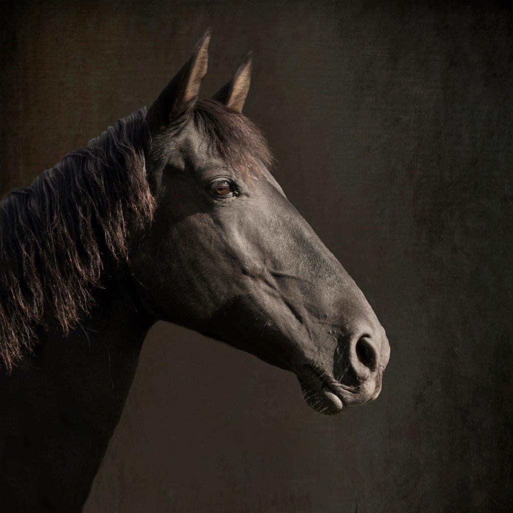 Horses and Riders photograph 10 by Shauna Kenworthy