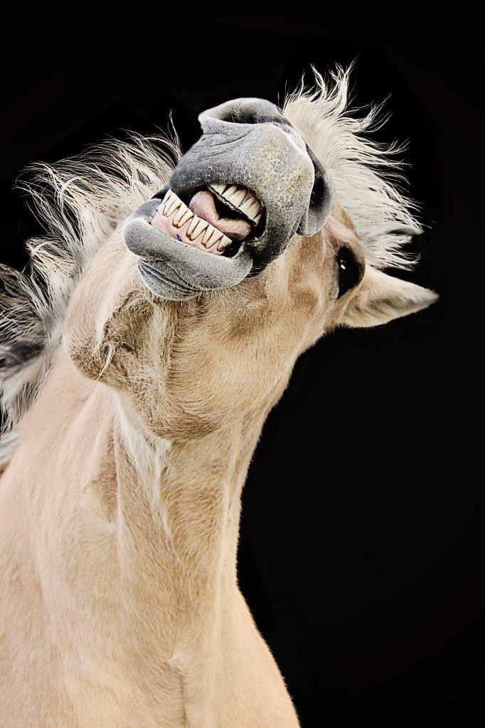 Horses and Riders photograph 11 by Shauna Kenworthy