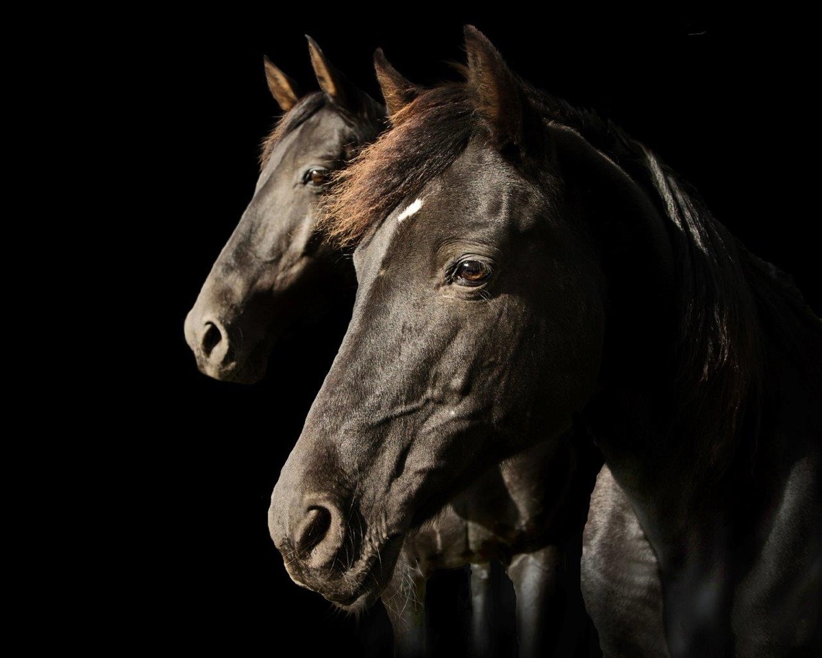 Horses and Riders photograph 12 by Shauna Kenworthy