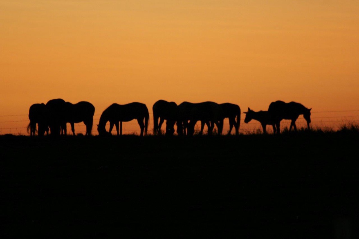 Horses and Riders photograph 13 by Shauna Kenworthy