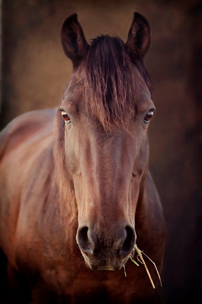 Horses and Riders photograph 17 by Shauna Kenworthy