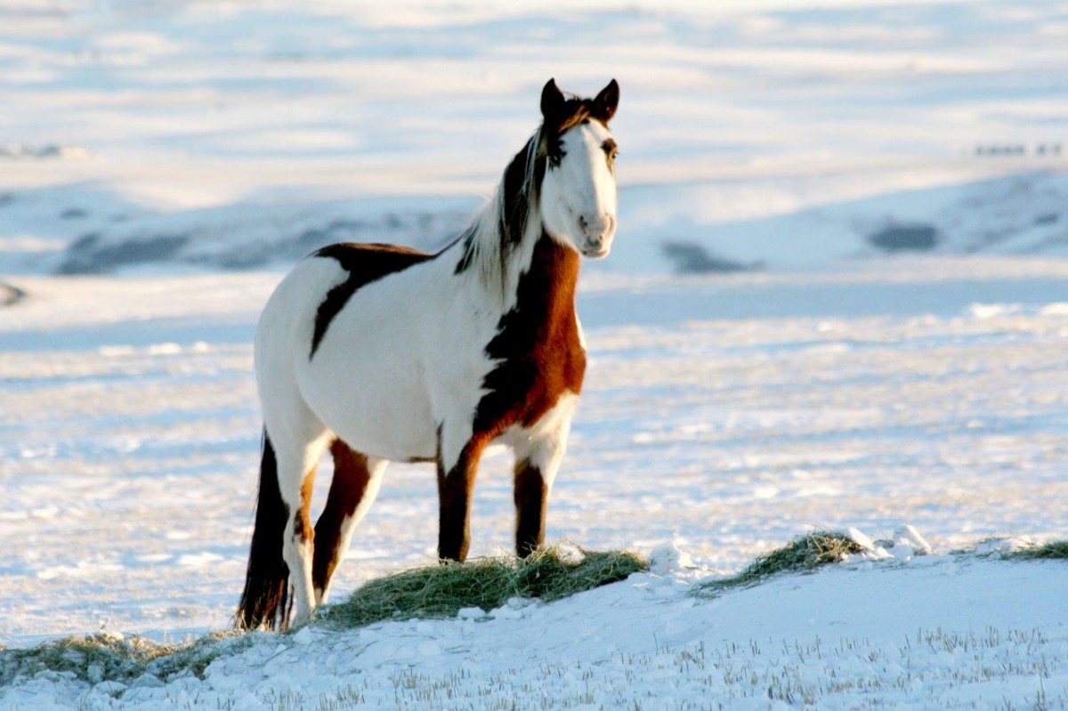 Horses and Riders photograph 18 by Shauna Kenworthy
