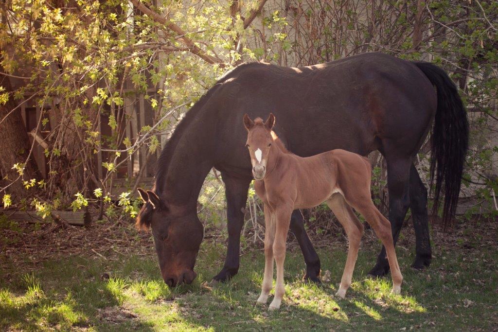Horses and Riders photograph 19 by Shauna Kenworthy