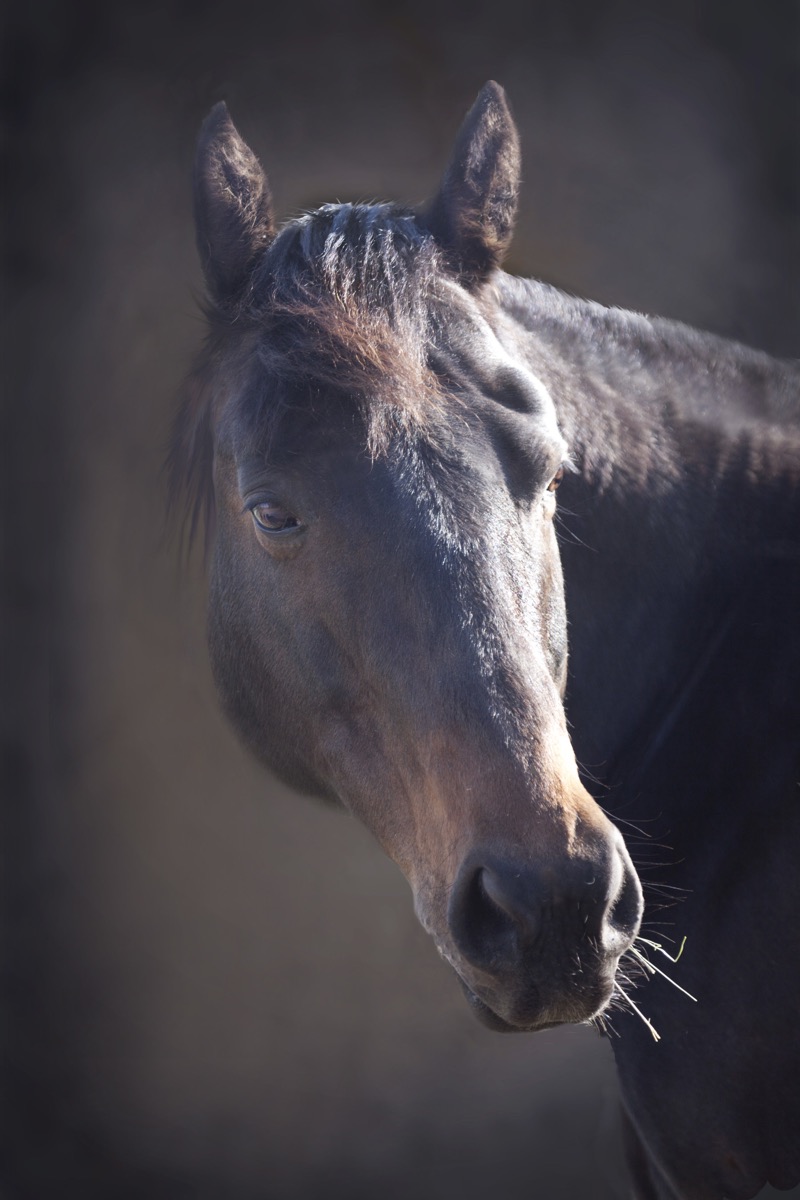 Horses and Riders photograph 23 by Shauna Kenworthy
