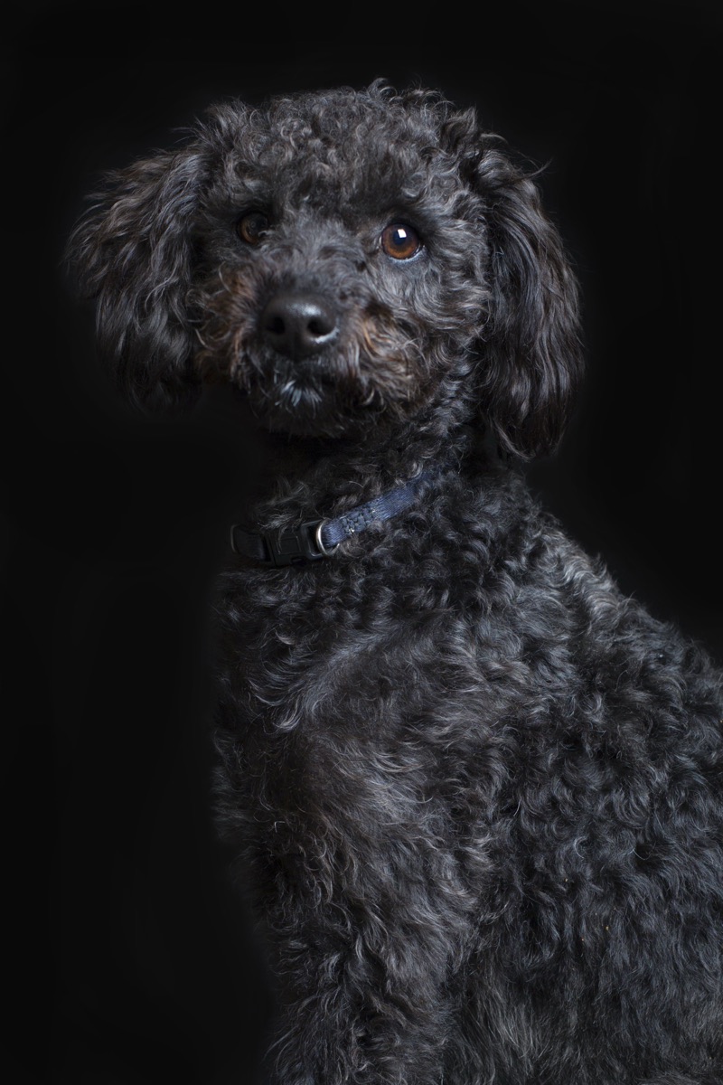 Pets photograph 1 by Shauna Kenworthy