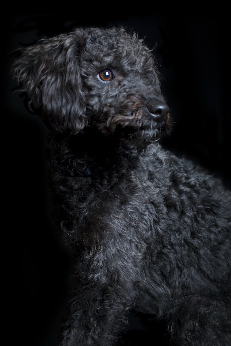 Pets photograph 2 by Shauna Kenworthy