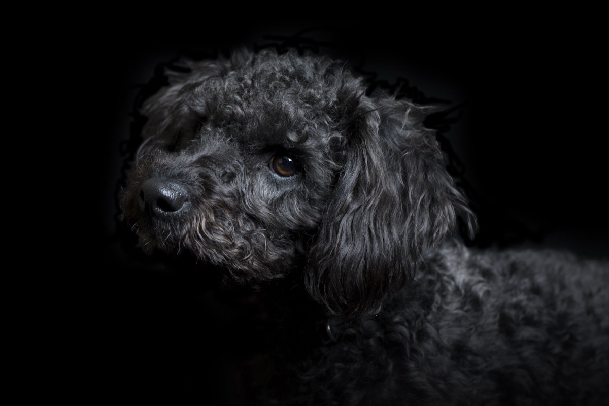 Pets photograph 3 by Shauna Kenworthy