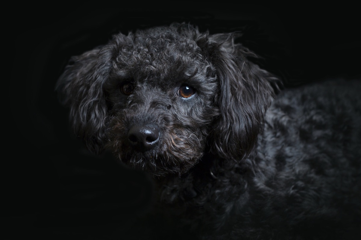 Pets photograph 4 by Shauna Kenworthy