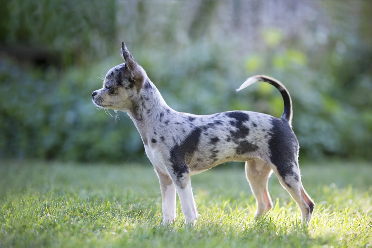 Pets photograph 5 by Shauna Kenworthy