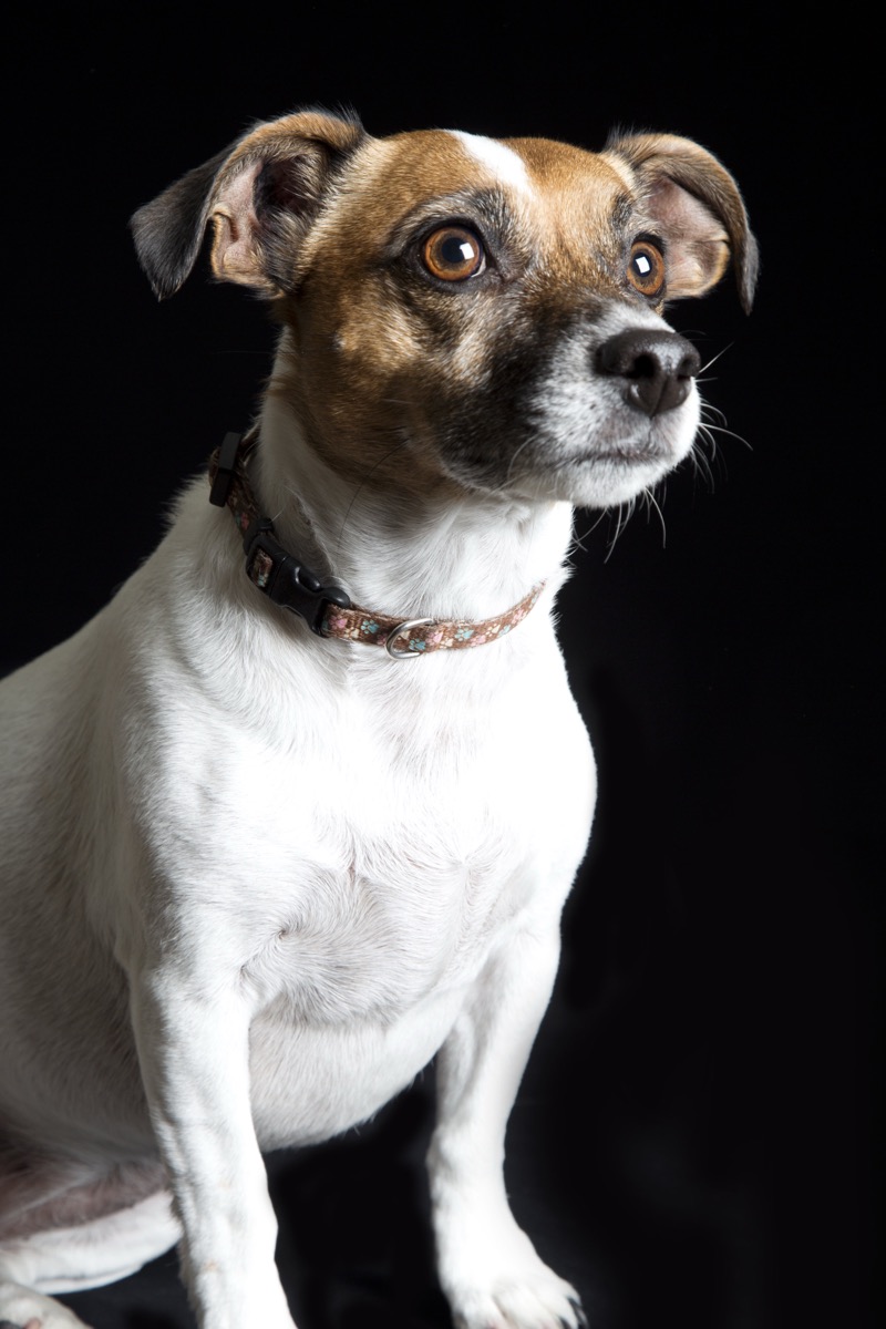Pets photograph 6 by Shauna Kenworthy