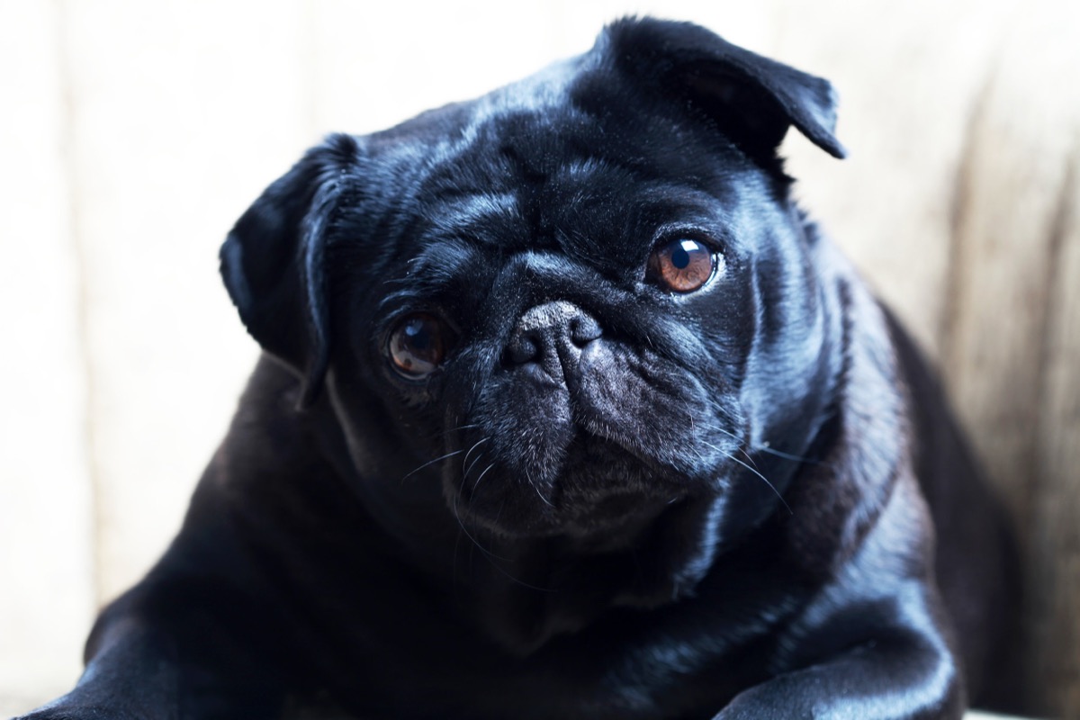 Pets photograph 9 by Shauna Kenworthy
