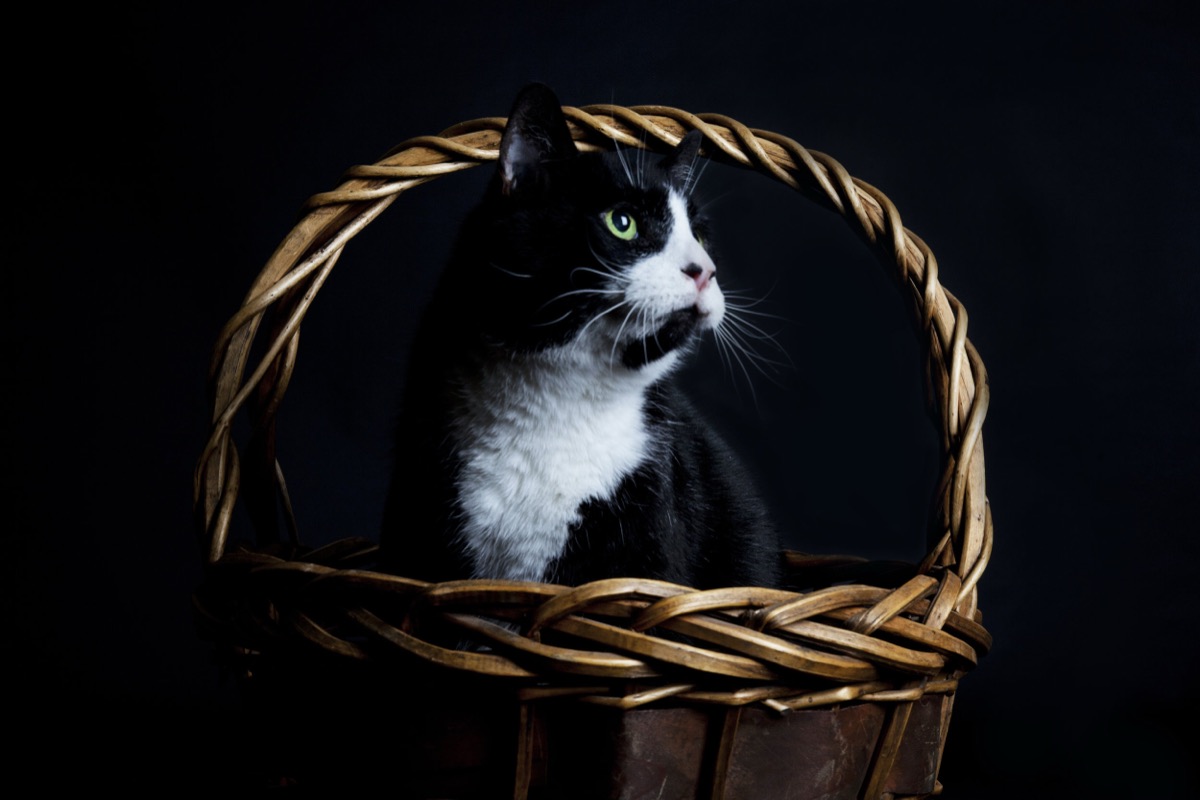 Pets photograph 10 by Shauna Kenworthy
