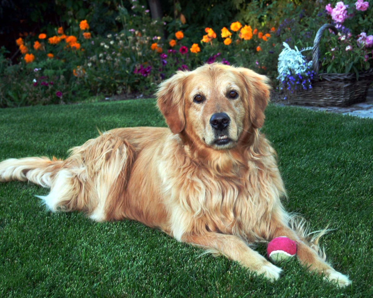 Pets photograph 11 by Shauna Kenworthy