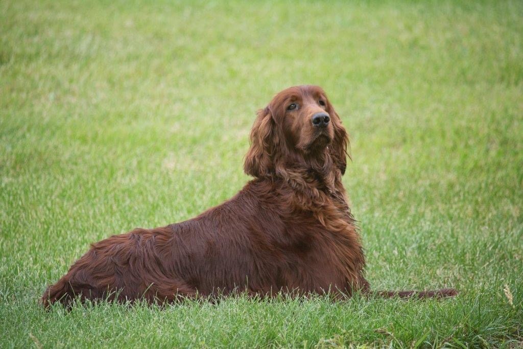 Pets photograph 12 by Shauna Kenworthy