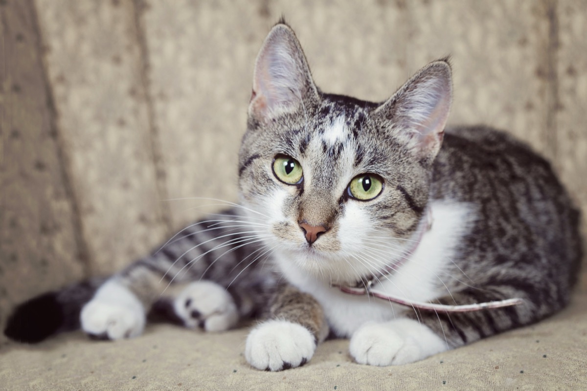 Pets photograph 13 by Shauna Kenworthy