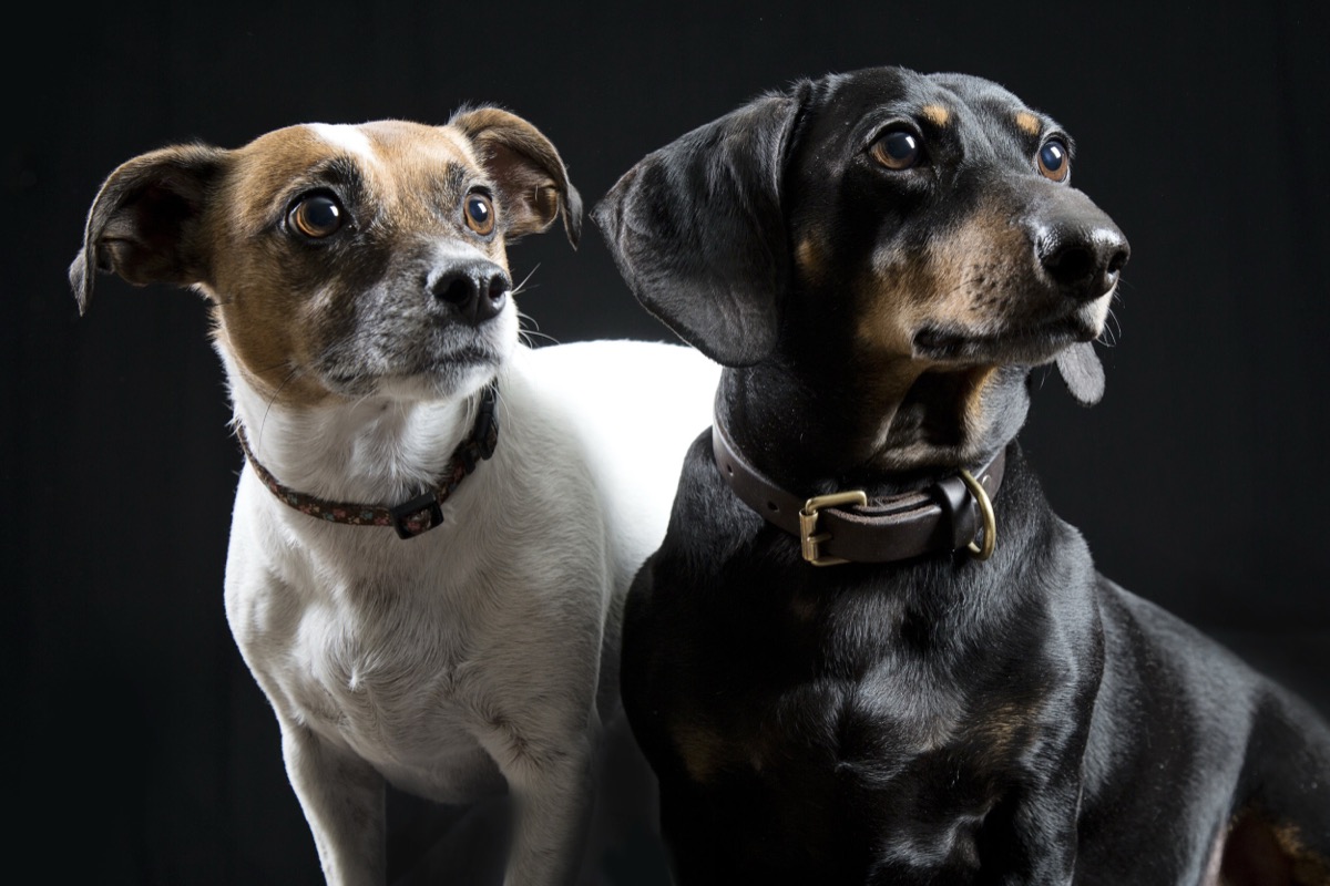 Pets photograph 14 by Shauna Kenworthy