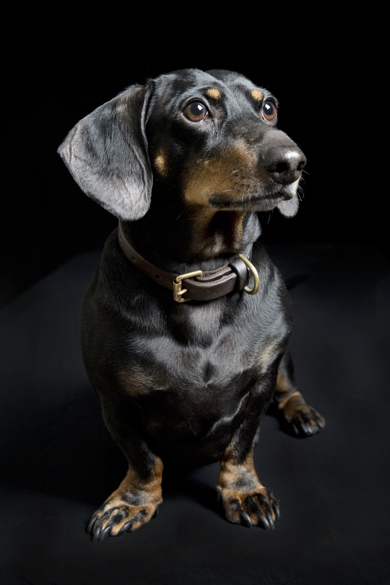 Pets photograph 15 by Shauna Kenworthy