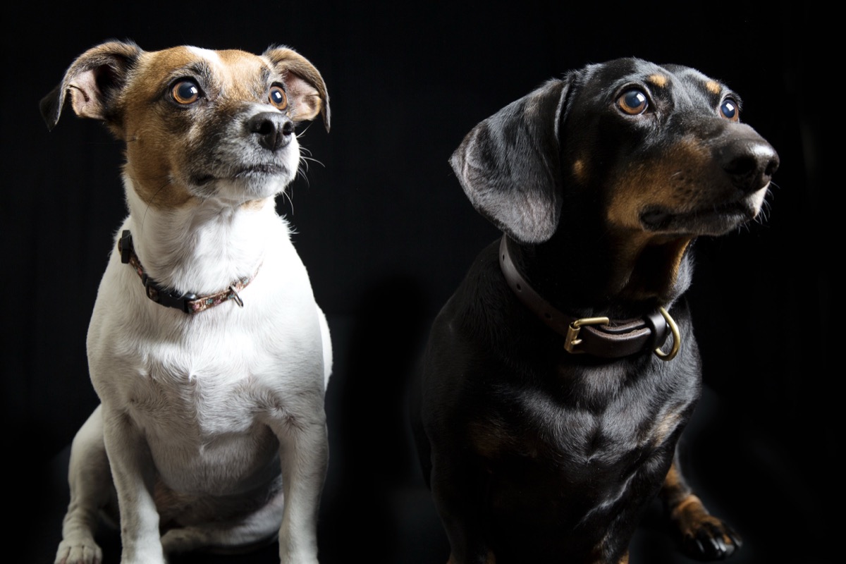 Pets photograph 16 by Shauna Kenworthy