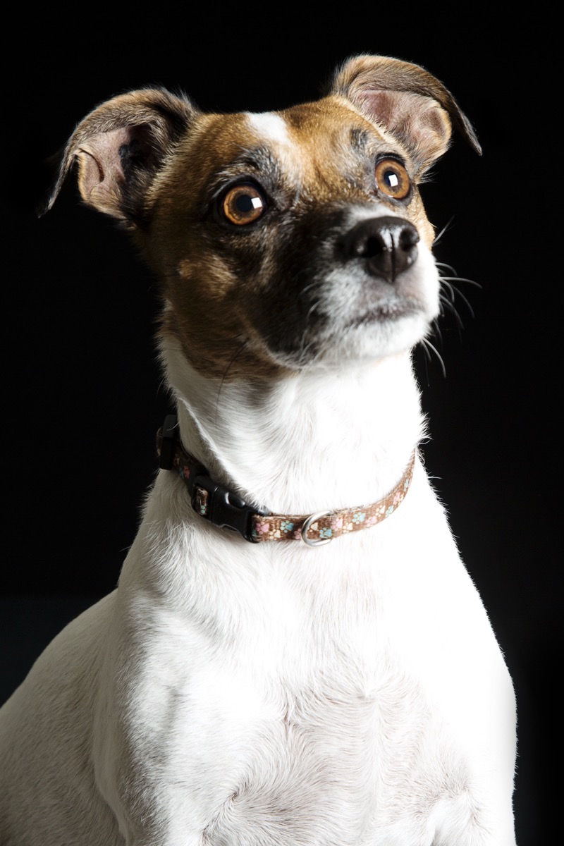 Pets photograph 17 by Shauna Kenworthy