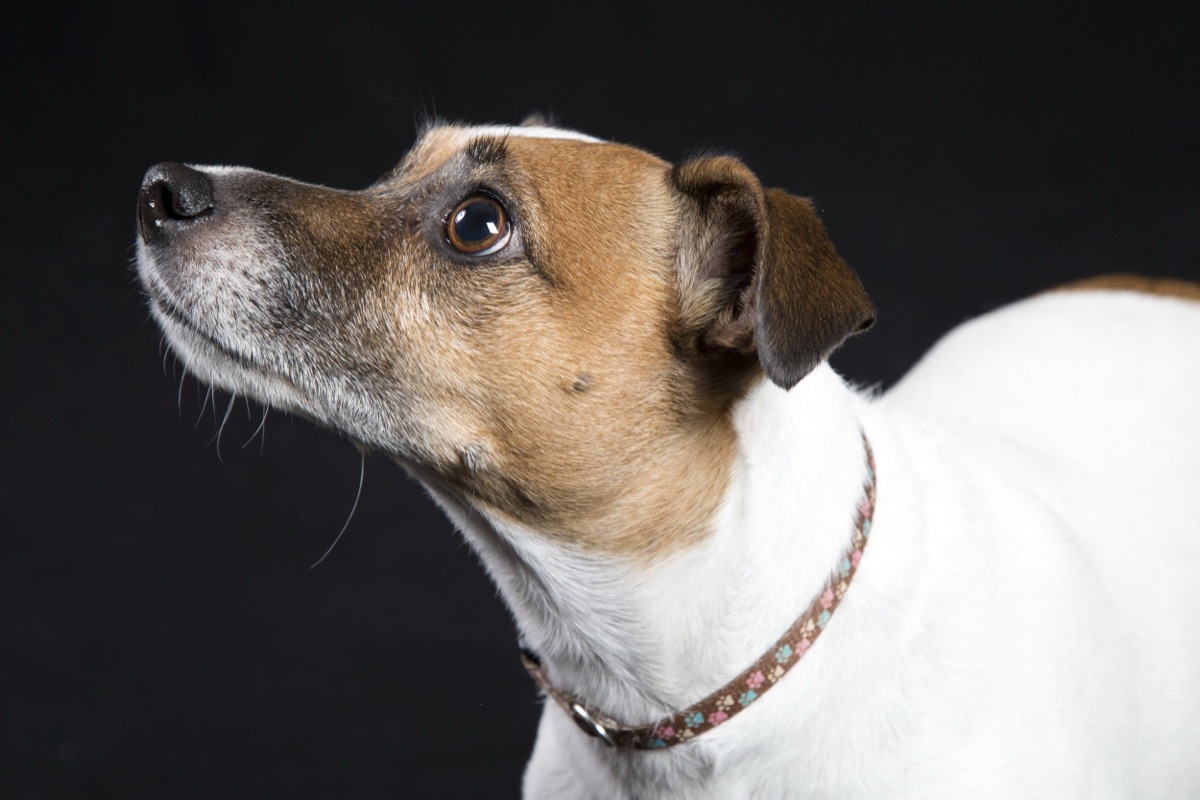 Pets photograph 19 by Shauna Kenworthy