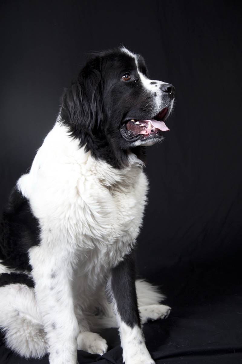 Pets photograph 20 by Shauna Kenworthy