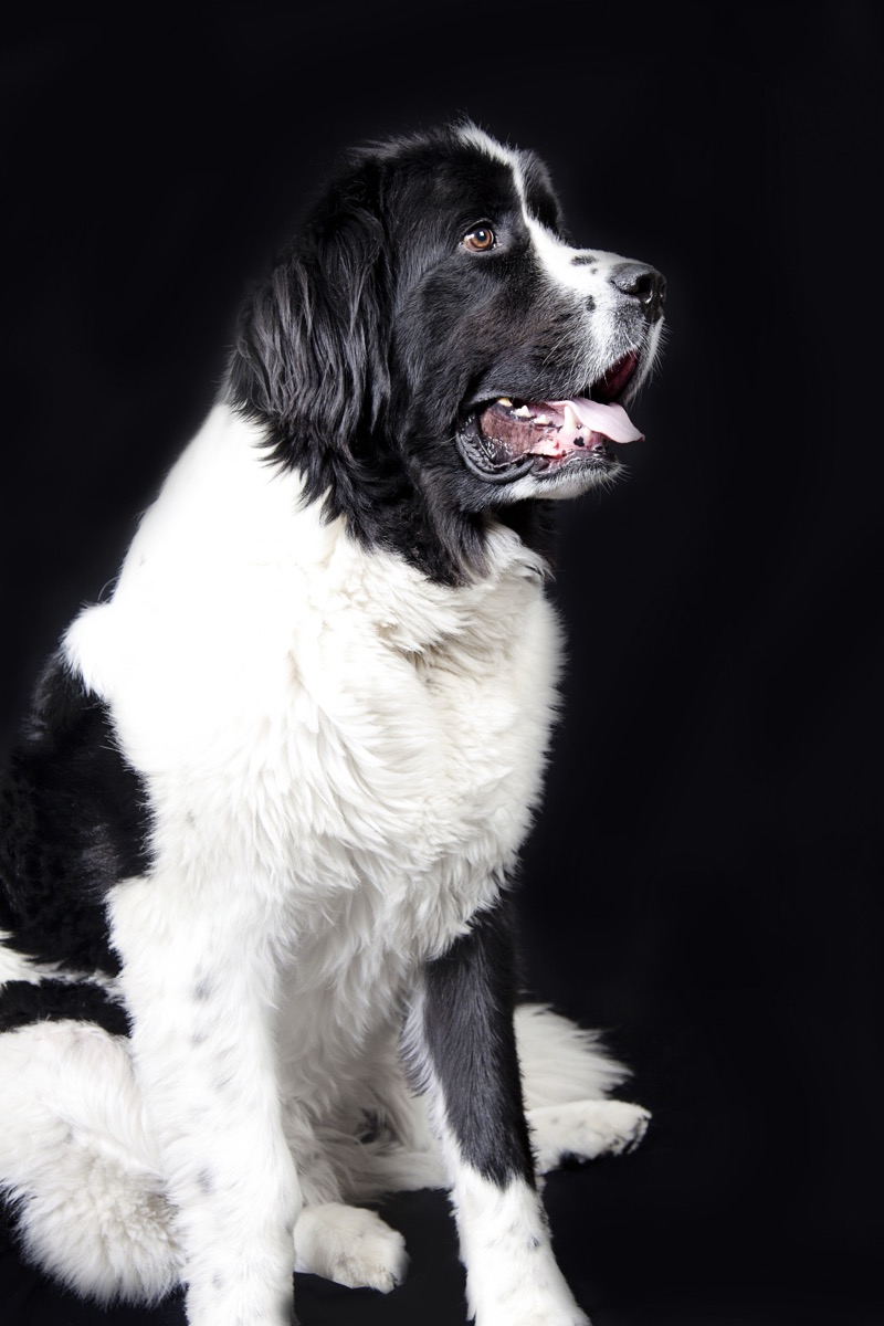 Pets photograph 21 by Shauna Kenworthy
