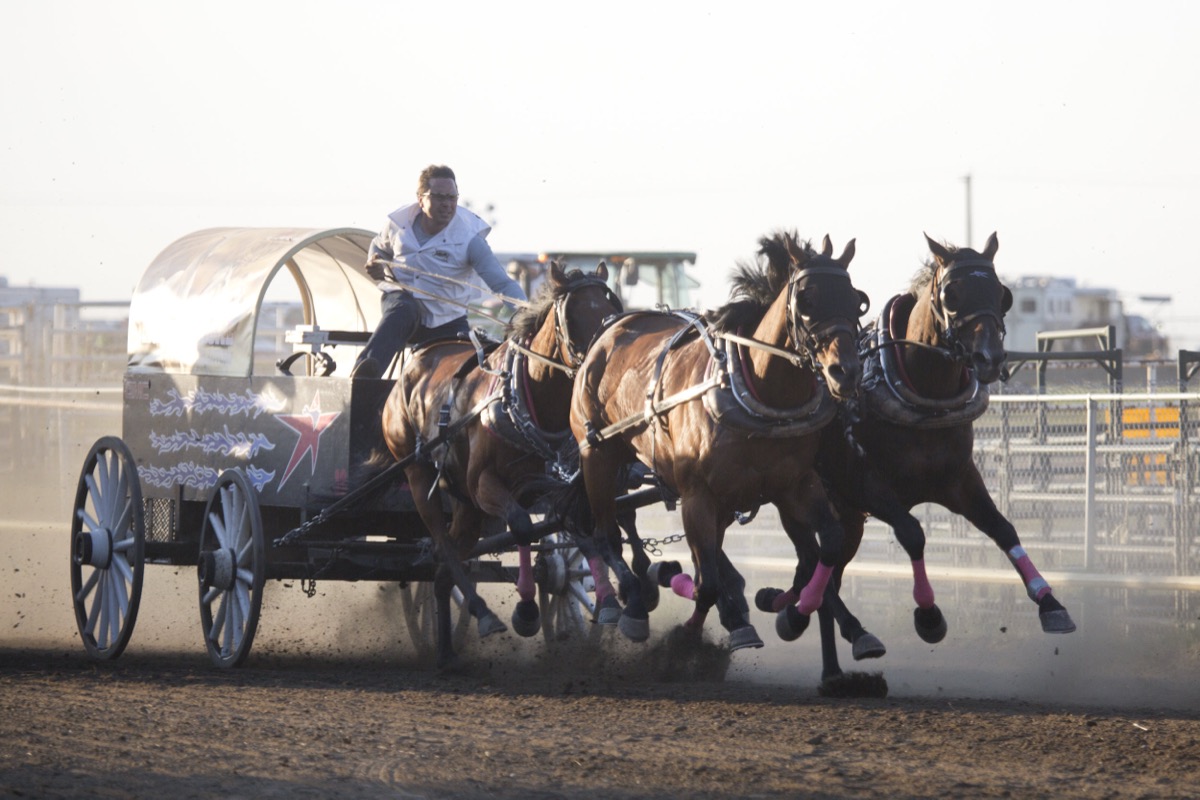 Rodeo photograph 13 by Shauna Kenworthy