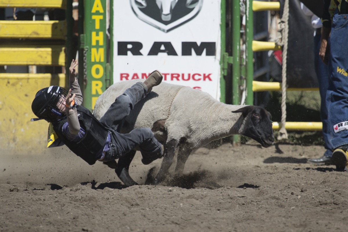 Rodeo photograph 23 by Shauna Kenworthy