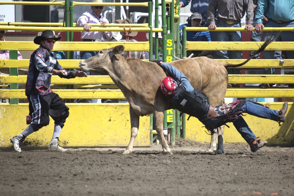 Rodeo photograph 27 by Shauna Kenworthy
