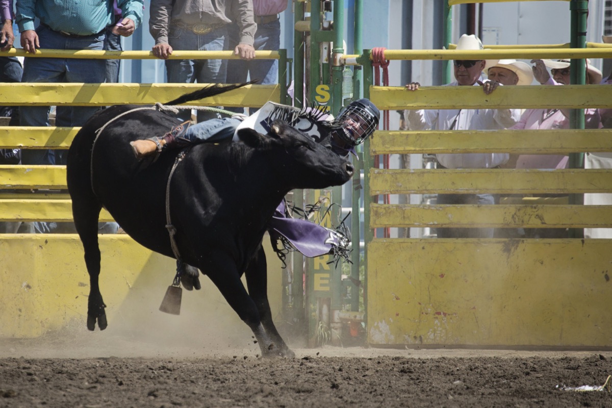 Rodeo photograph 29 by Shauna Kenworthy