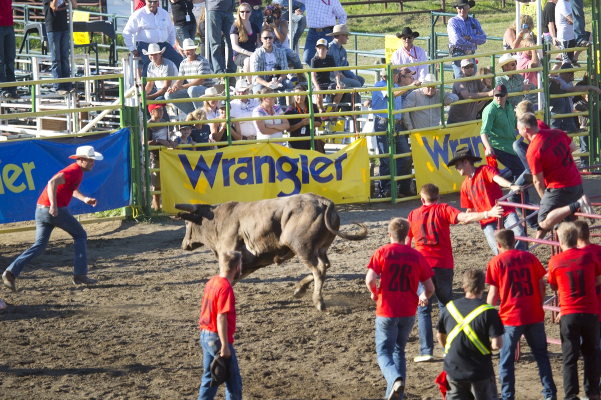 Rodeo photograph 41 by Shauna Kenworthy