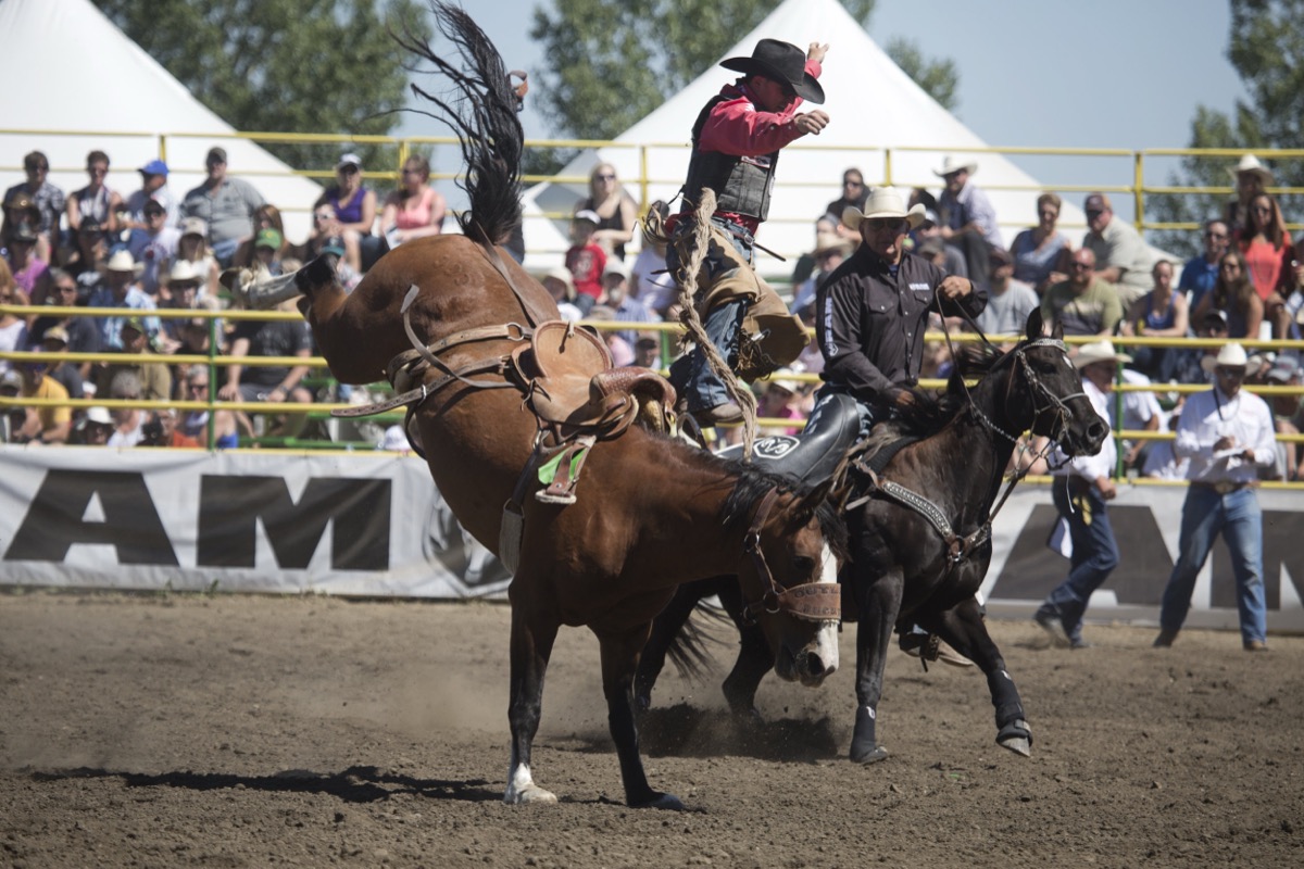 Rodeo photograph 48 by Shauna Kenworthy