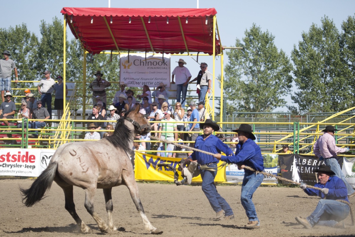 Rodeo photograph 60 by Shauna Kenworthy