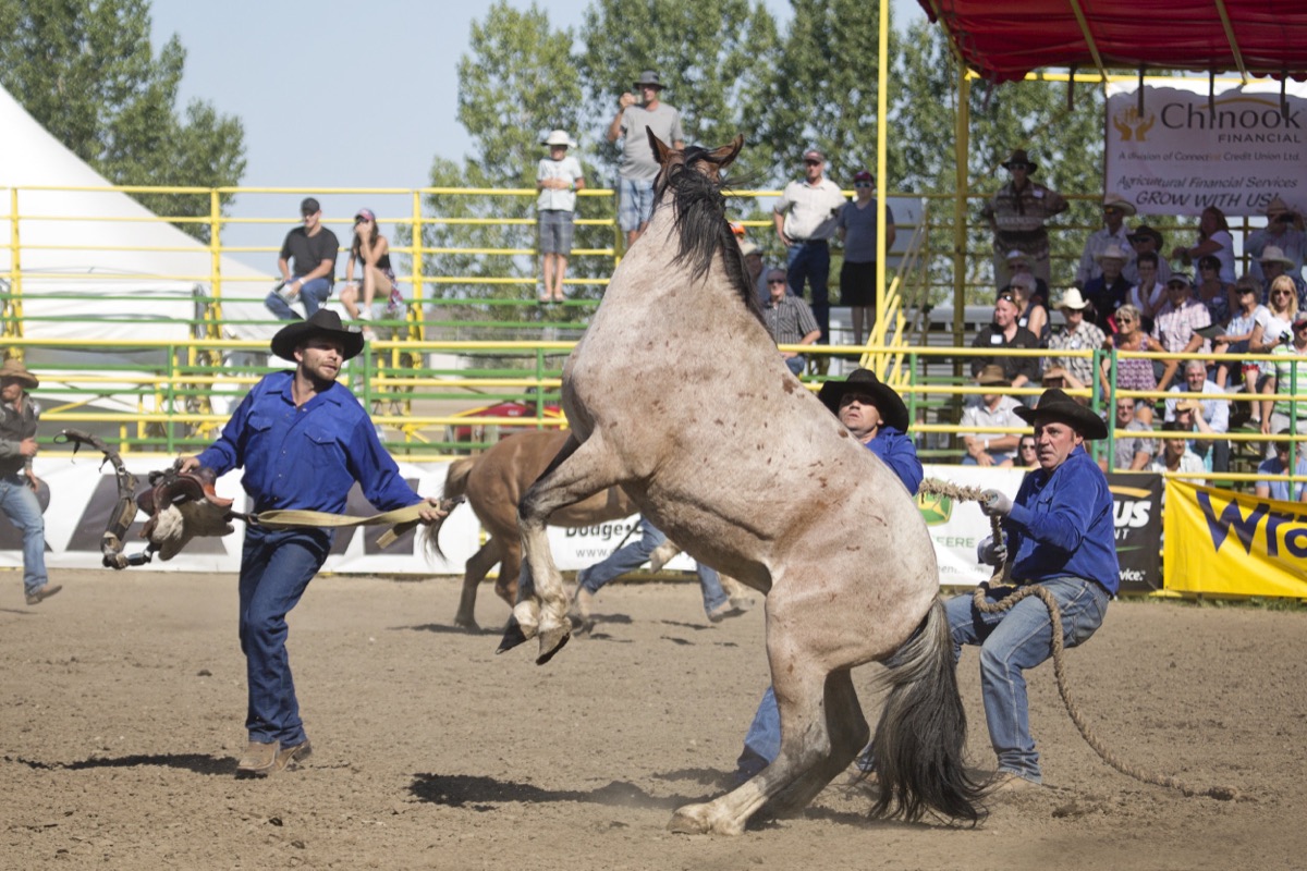 Rodeo photograph 61 by Shauna Kenworthy