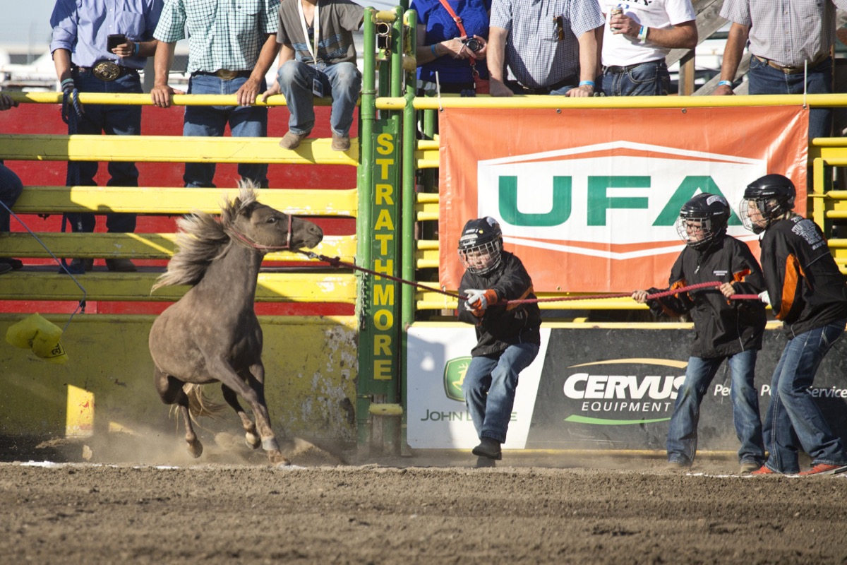 Rodeo photograph 66 by Shauna Kenworthy