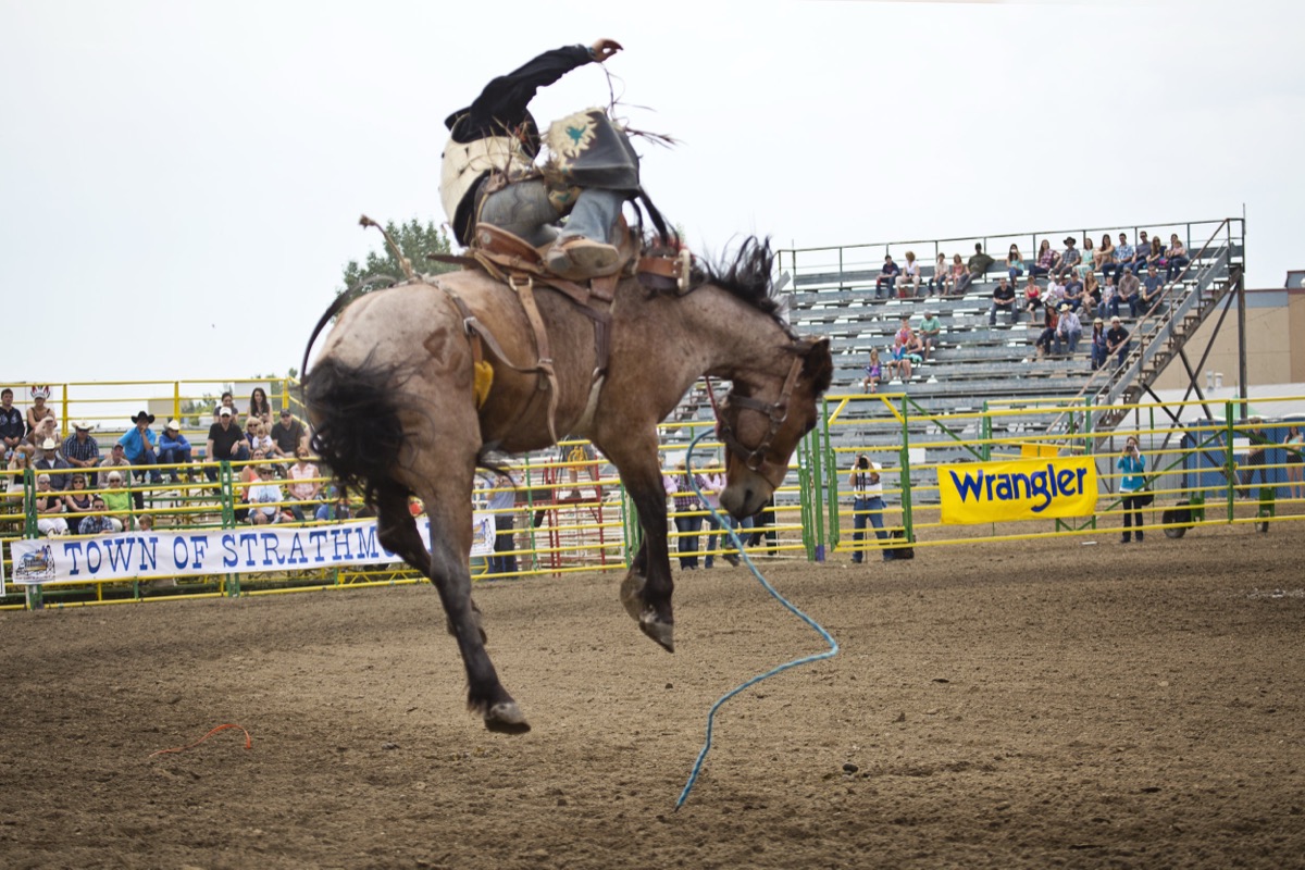 Rodeo photograph 75 by Shauna Kenworthy