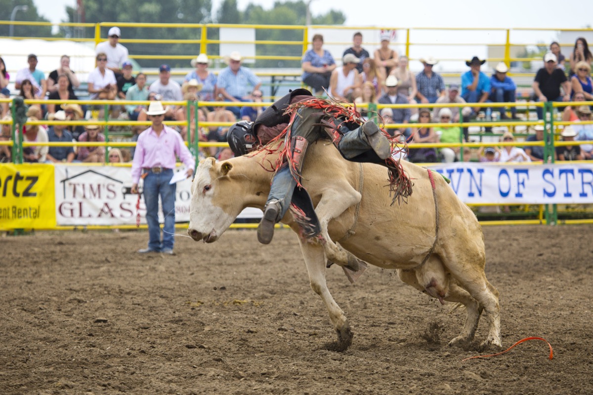 Rodeo photograph 77 by Shauna Kenworthy