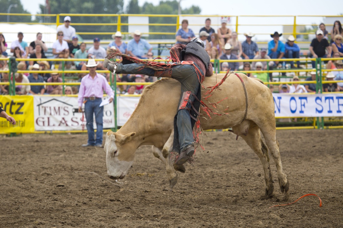 Rodeo photograph 78 by Shauna Kenworthy