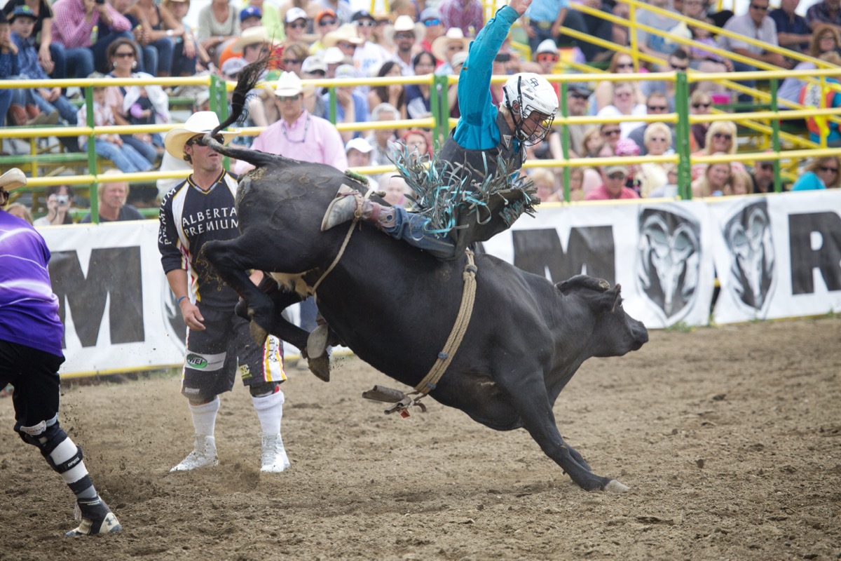 Rodeo photograph 79 by Shauna Kenworthy