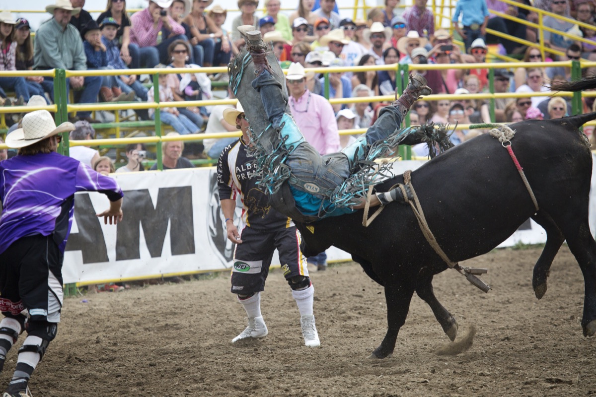 Rodeo photograph 81 by Shauna Kenworthy