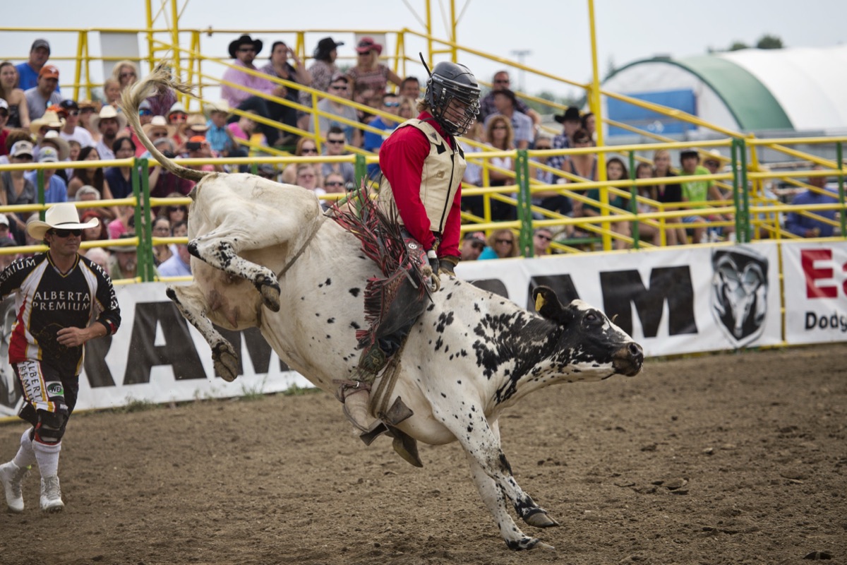Rodeo photograph 86 by Shauna Kenworthy