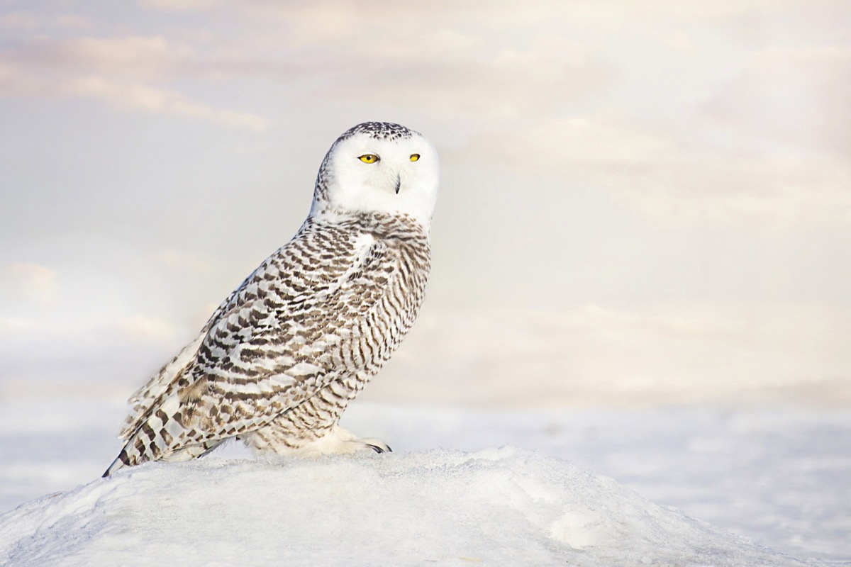 Snowy Owl
