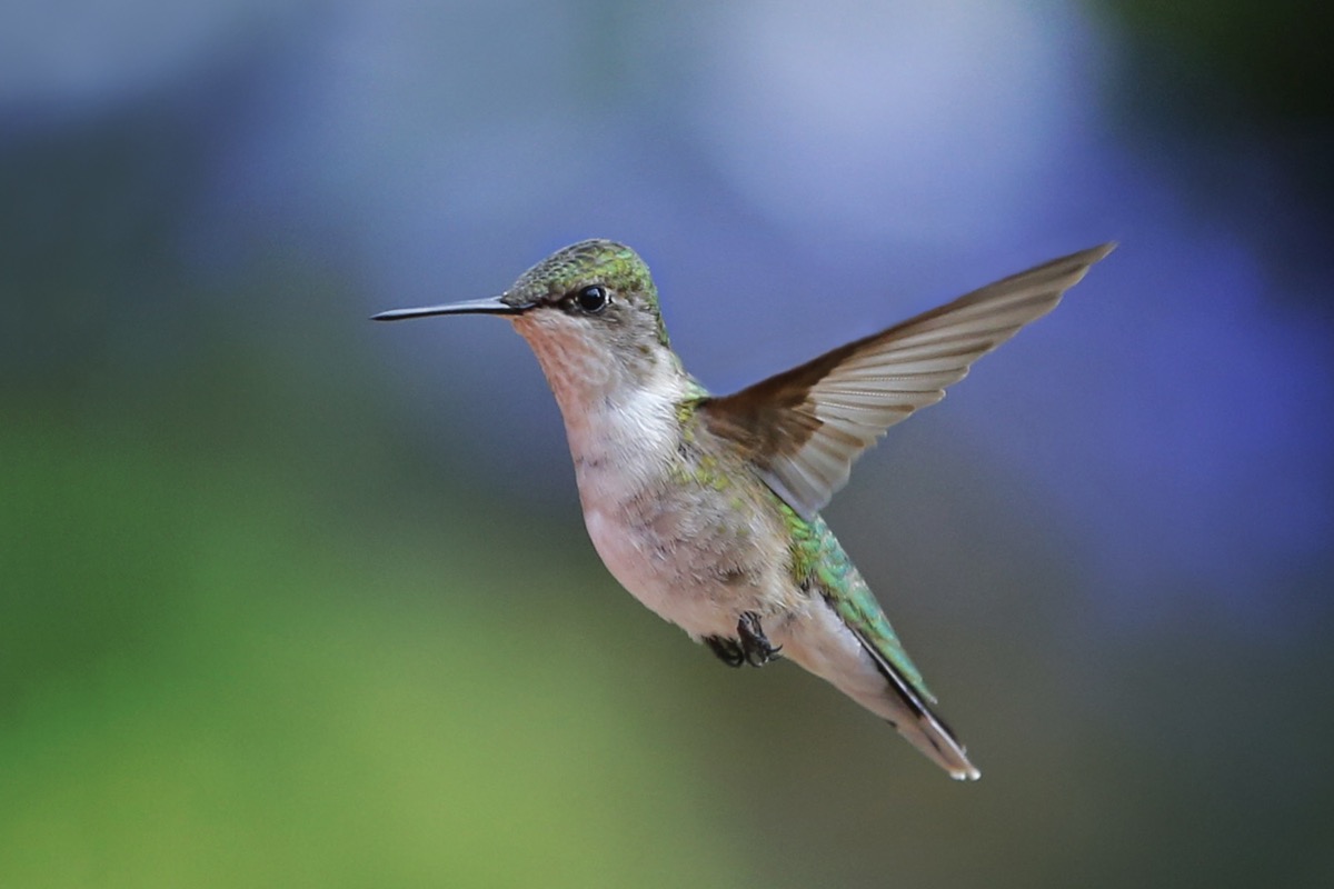 Ruby Throated Hummingbird