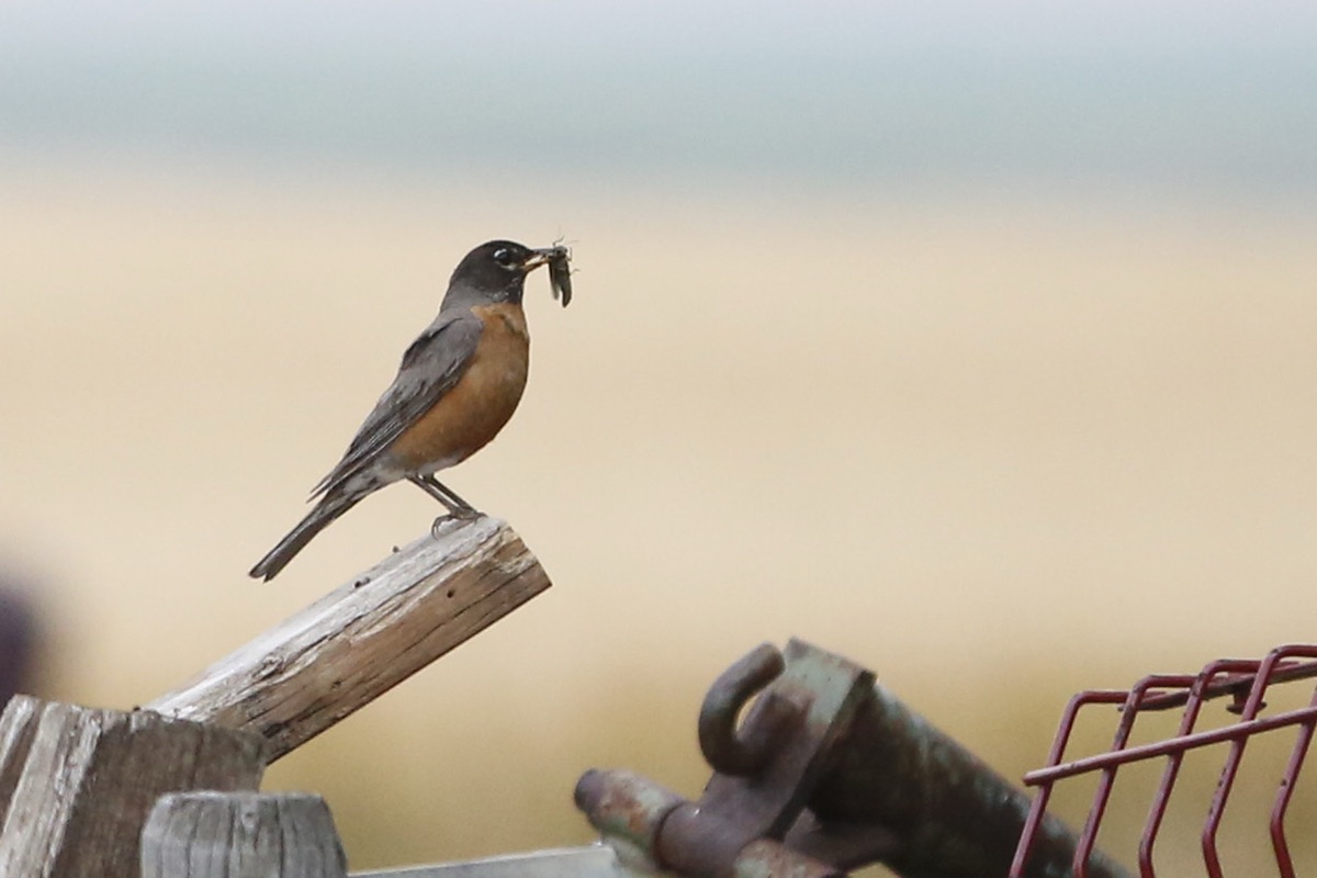 American Robin with lunch!