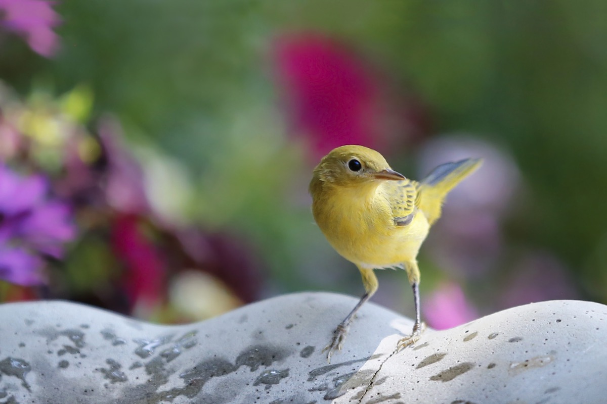 Yellow Warbler